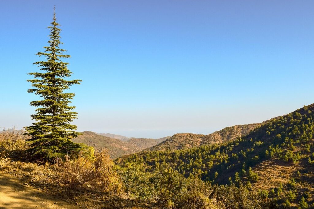 Troodos Sommer - Kühle Berge im heißen Sommer Troodos Gebirge im Sommer mit grüner Vegetation
