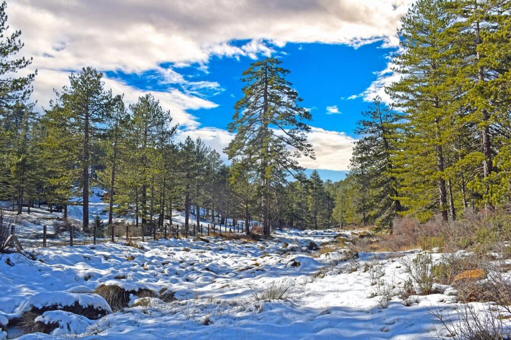 Verschneites Troodos Gebirge im Winter